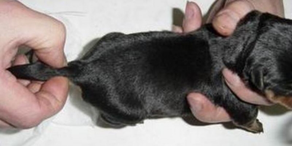 狗狗断尾真的是对狗好吗,狗狗断尾有生命危险吗