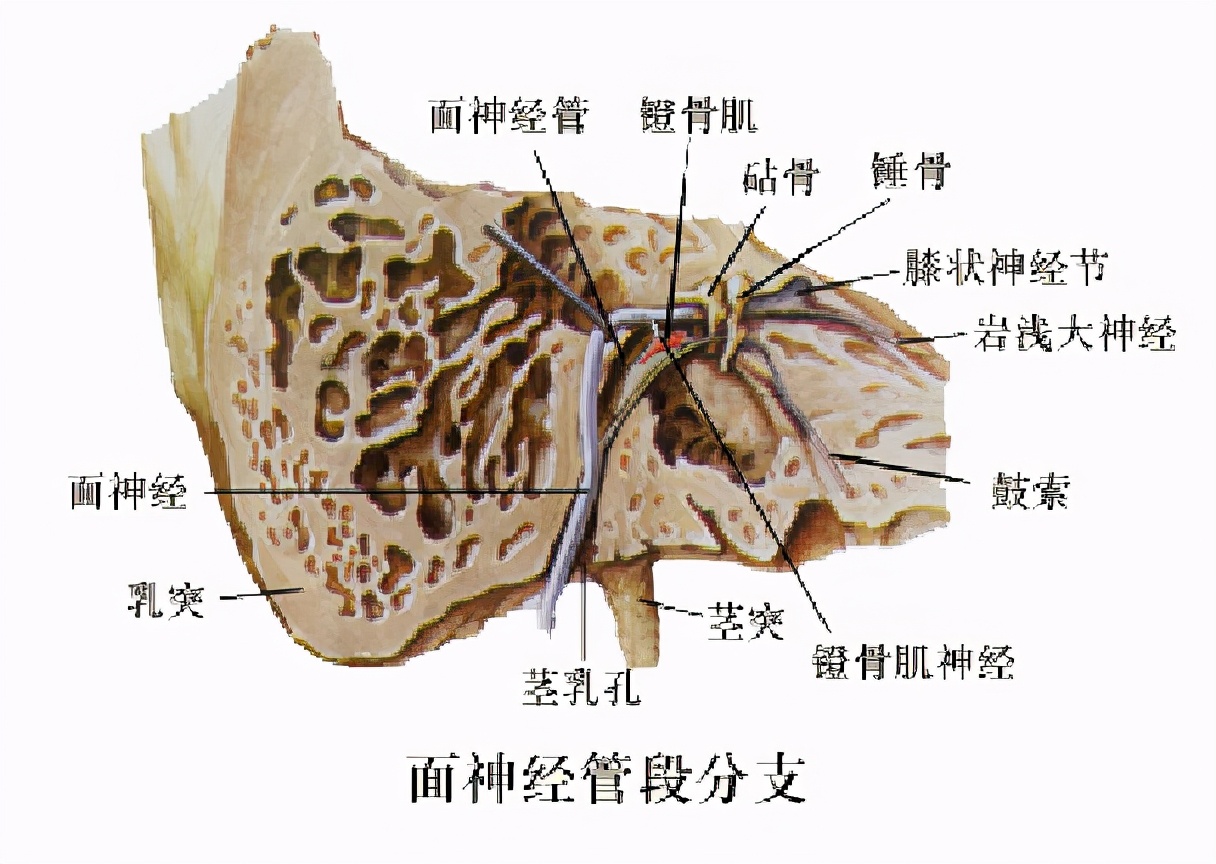 面神经炎治疗指南,面神经炎健康科普短视频