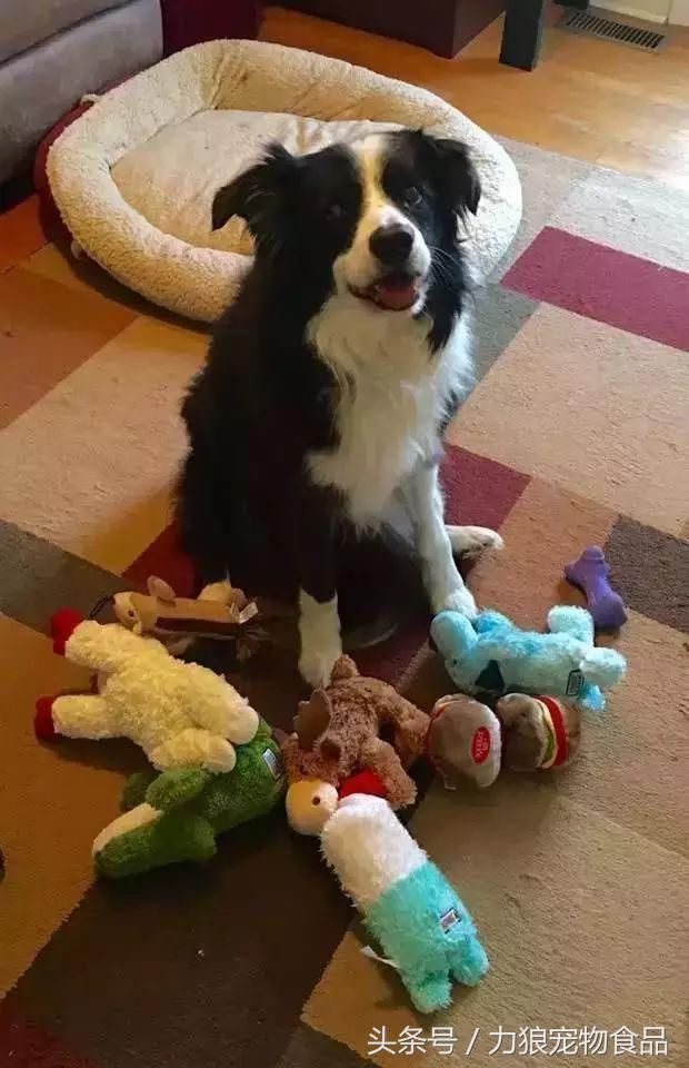 狗狗冷知识500条,狗狗柯基冷知识