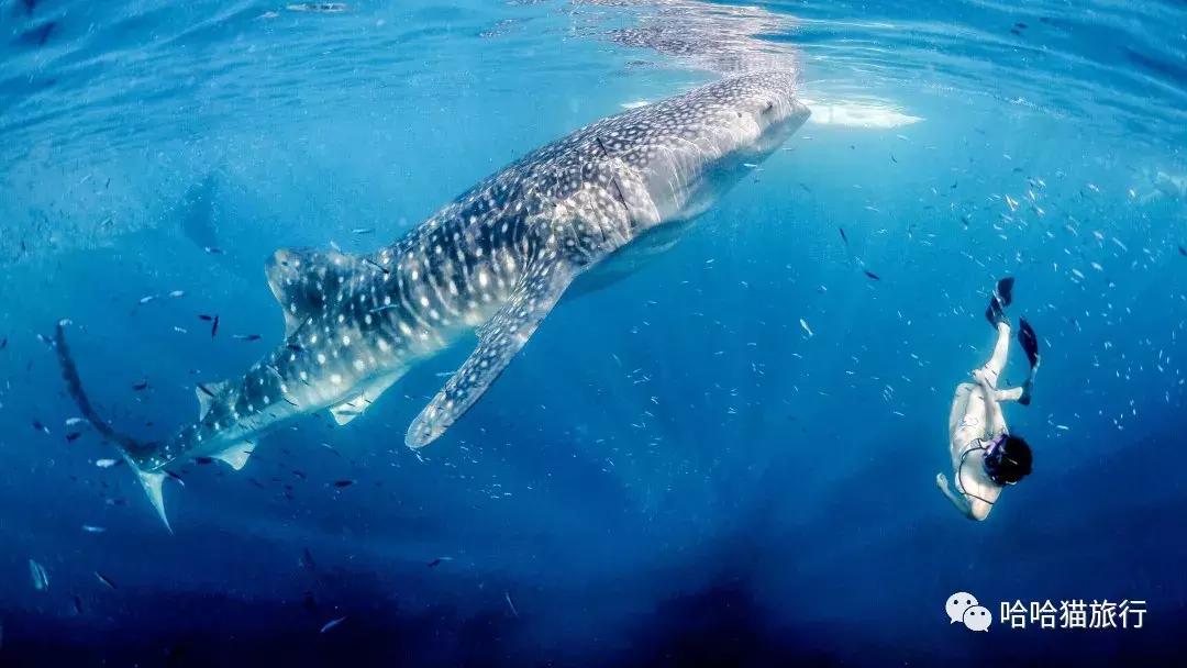 水肺潜30米休闲潜水教程,水肺潜水入门基础教程