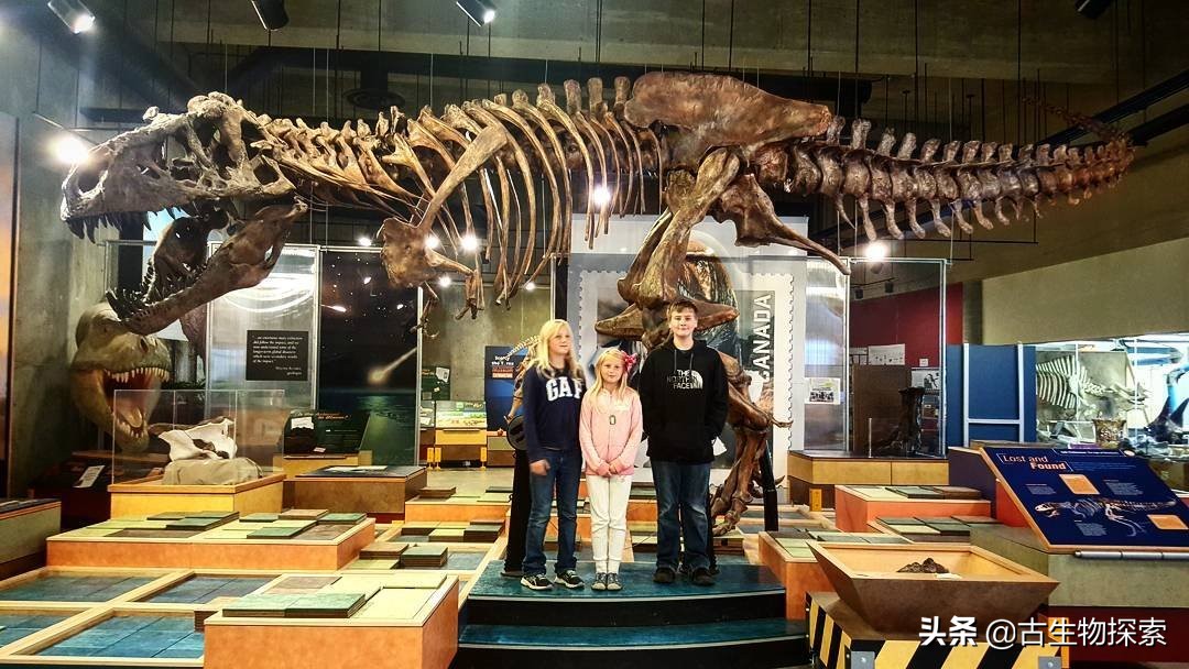 霸王龙最新研究报告,2024年霸王龙最新消息