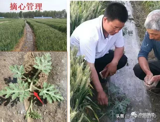 西瓜栽培技术有哪些,西瓜栽培技术全面的文字解释