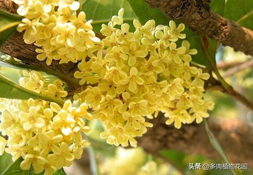 刚买回家的桂花怎样养护,买回来的桂花如何栽培