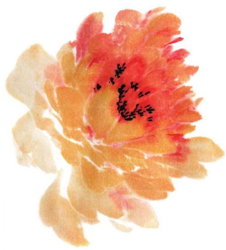 国画牡丹和石头的画法图片,初学国画牡丹花头画法图解