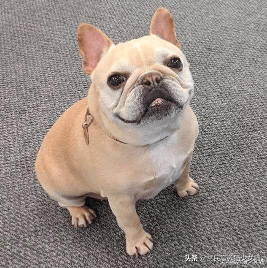 哎呀妈呀,法斗绿了,绿得好均匀,这就是宠物界的绿巨人?