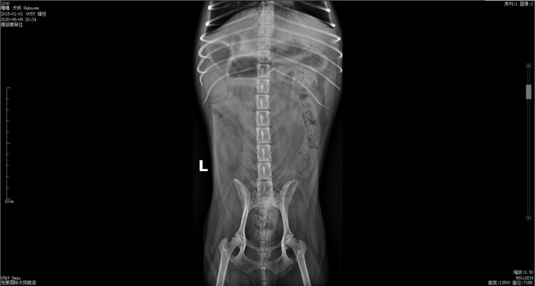 狗狗异物划伤肠道症状,狗狗吃什么润滑肠道利于异物排出