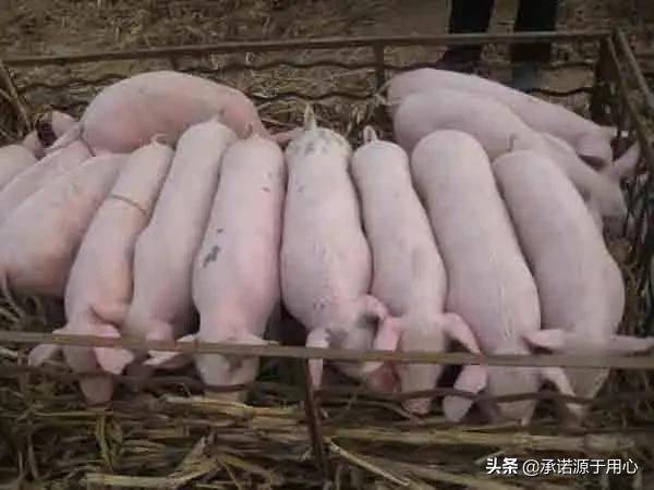 断奶仔猪的三大禁忌,断奶仔猪常见疾病预防保健治疗