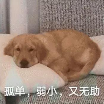 舔一下狗毛会得狂犬病吗,舔狗一下狗狗会有什么反应