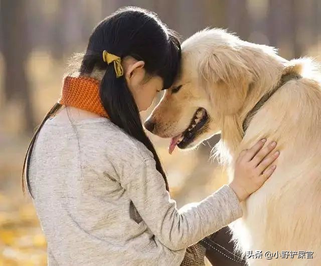 盘点金毛犬的优点和缺点,金毛欢迎光临