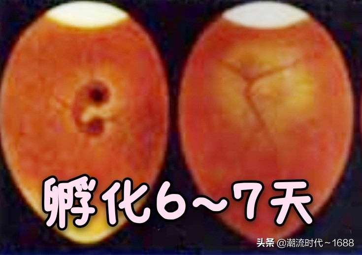 怎么孵化小鸡教学课程,电饭锅怎么孵化小鸡