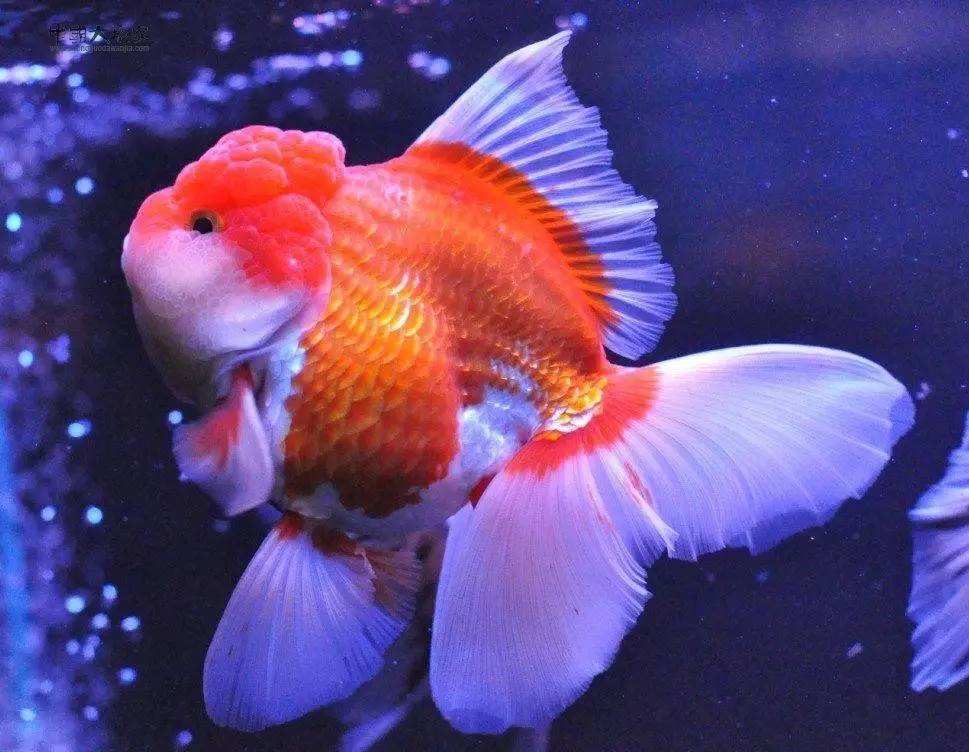 绿水养金鱼好还是清水养金鱼好,用什么水养金鱼最好