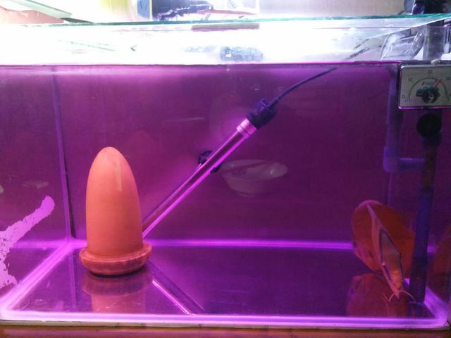 高锰酸钾给鱼缸消毒多久可以放鱼,鱼缸内放高锰酸钾对鱼有没有伤害