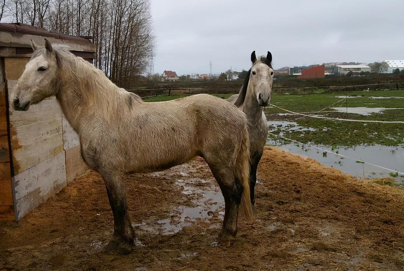 蹄腐病的治疗,腐蹄病用什么药效果好