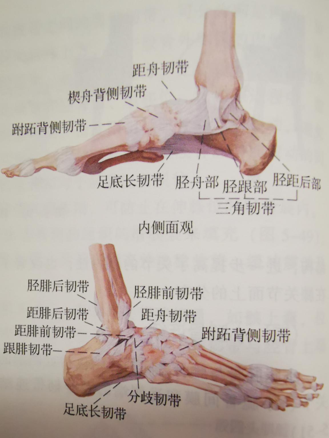 踝关节扭伤后应如何处理,踝关节扭伤后应该怎么做应急处理