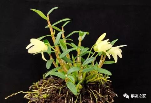 石斛兰用苔藓包着水培不烂根吗,石斛兰花烂根要怎么挽救