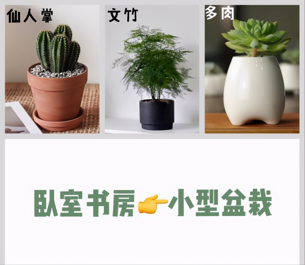 极简风格绿植店铺推荐 (室内店铺适合养的植物有香味)