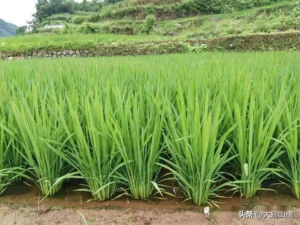 水稻分蘖多少株能高产,水稻苗期怎么管理分蘖多