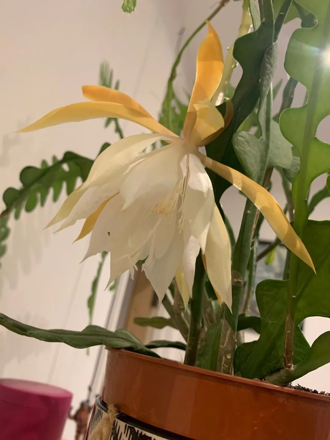 家里养的盆栽鱼骨令箭不开花,叶子发皱,可能是这5点没做好