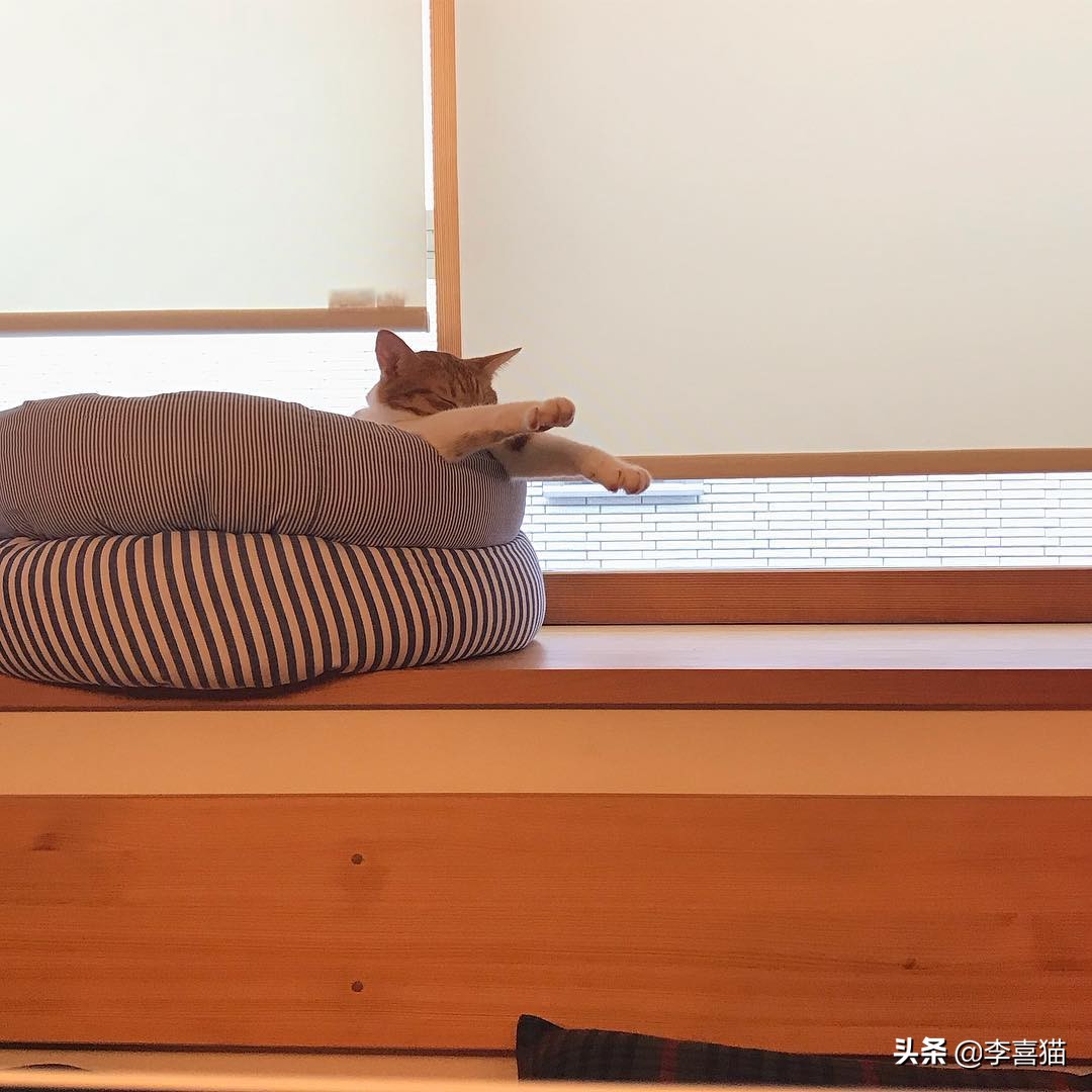 猫咪流泪是什么原因出问题了,导致猫咪流泪的原因