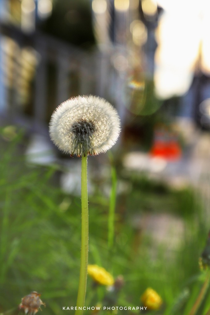 加拿大小众旅游目的地,加拿大纽芬兰自驾旅游