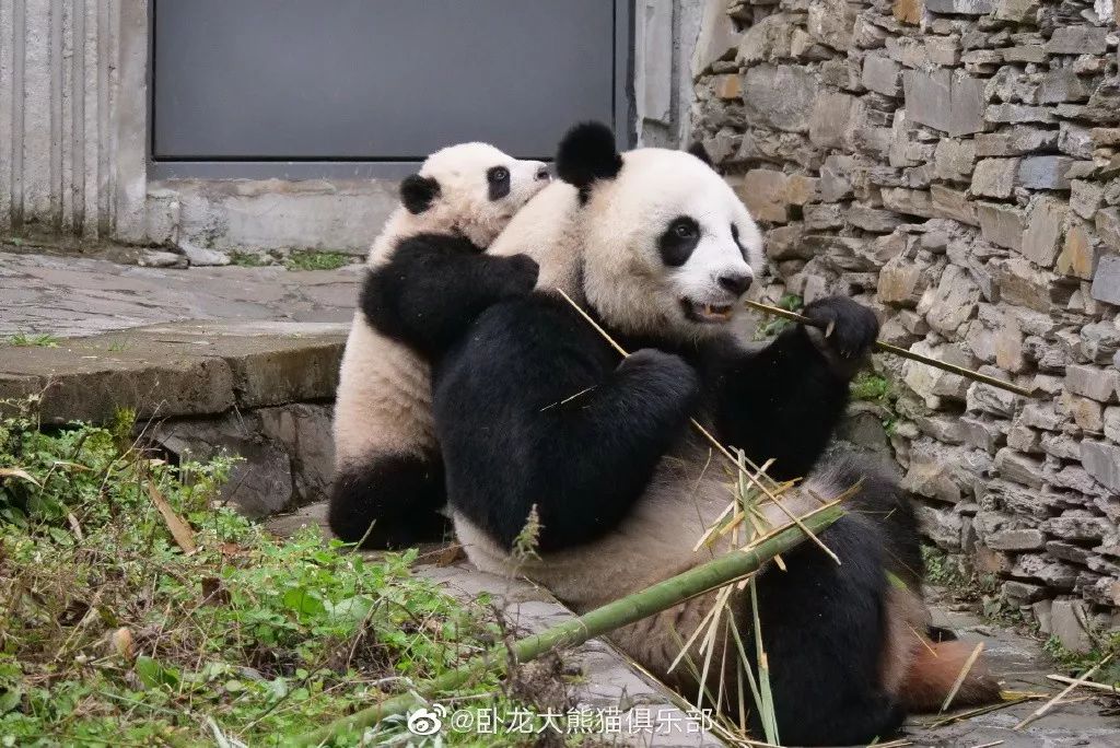 为什么全世界都喜欢大熊猫,世界各地的人们都喜爱大熊猫英语