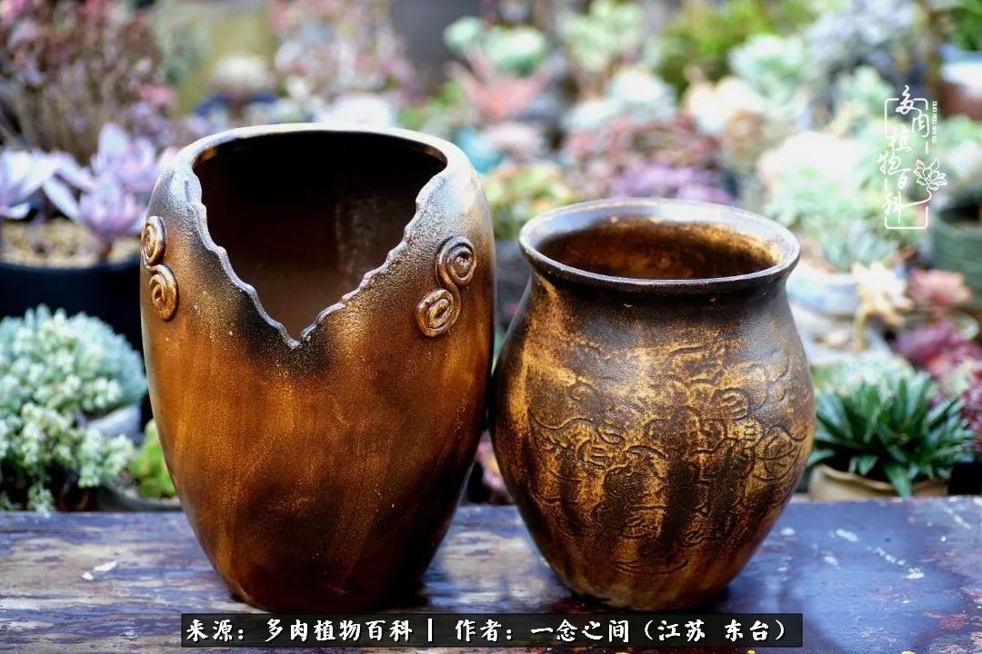 对多肉植物的爱心寄语,赏兰花感言