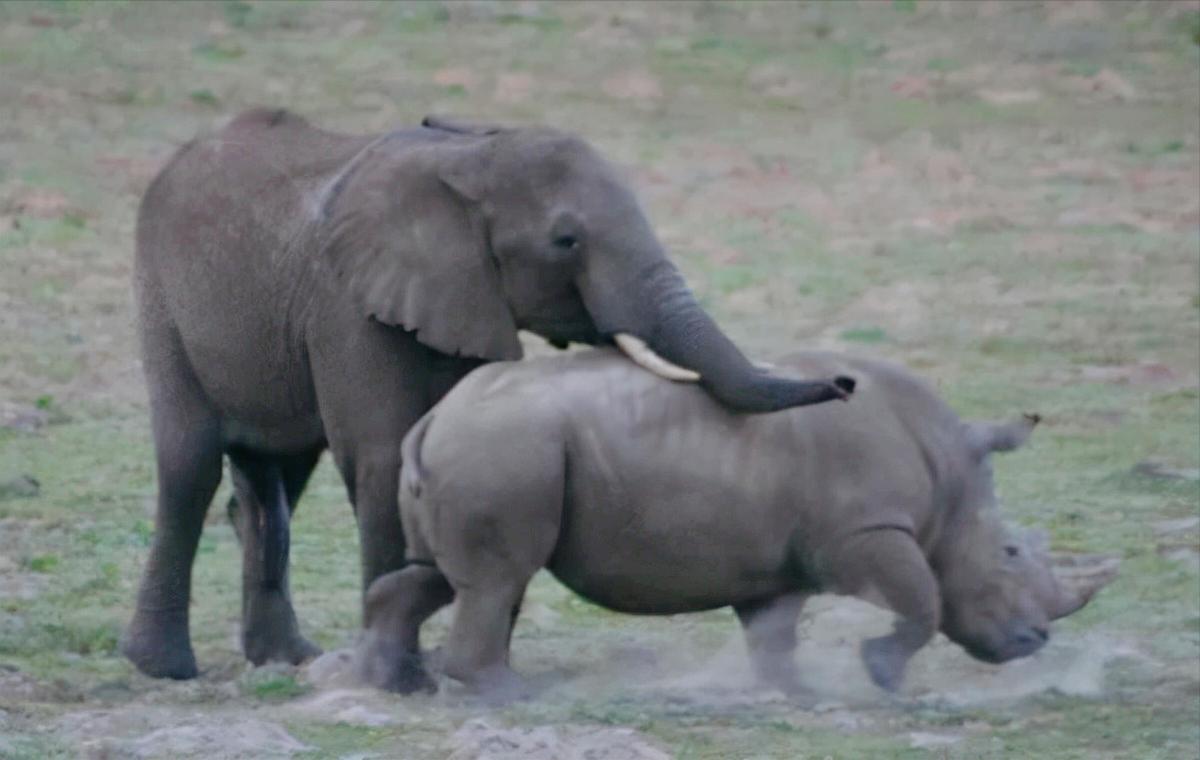 河马最怕什么凶猛的食肉动物,大型尼罗鳄与河马共存