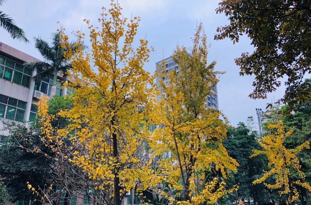 鍖绘灄涓尰鎺ㄦ嬁姝ｉ,鍖绘灄姝ｉ鍥剧墖