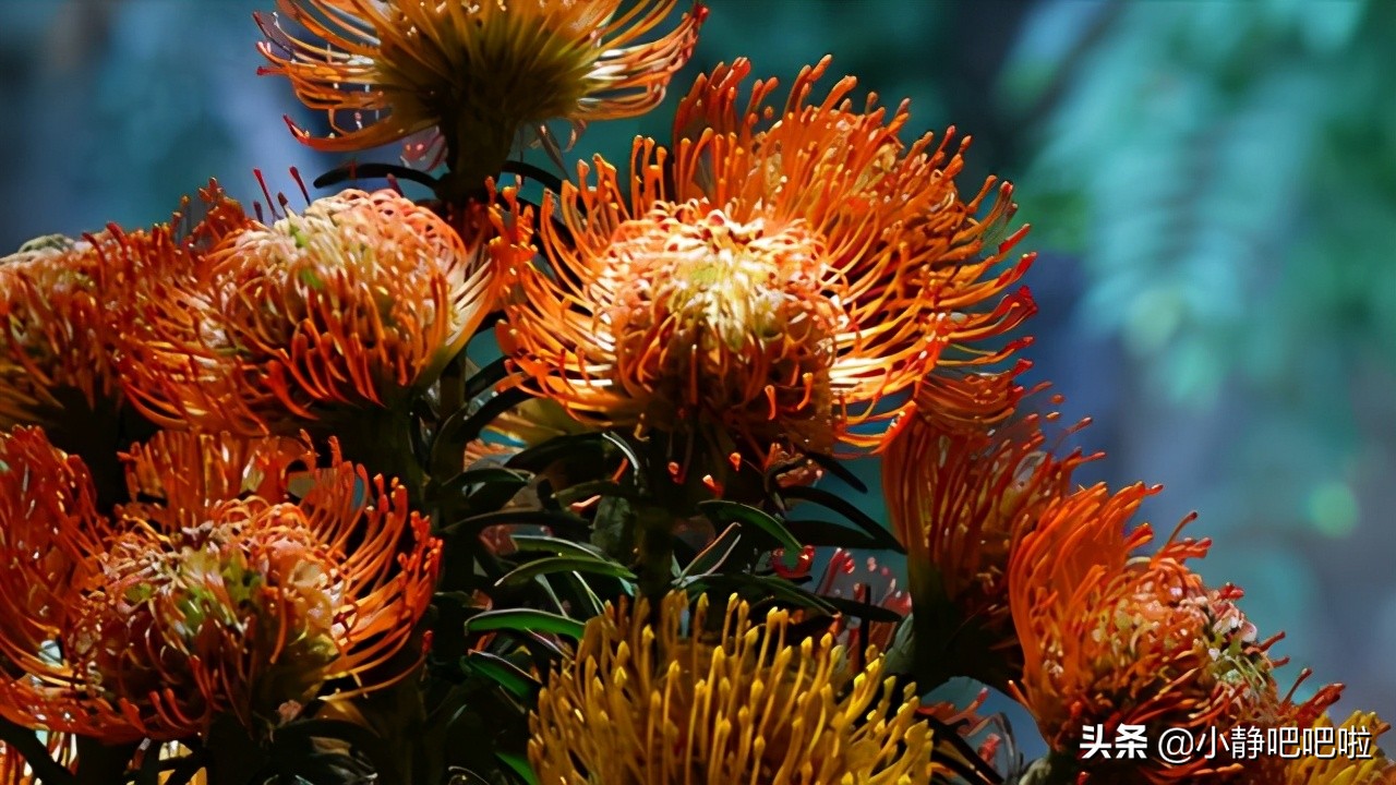 你不知道的国家冷知识玻利维亚篇,你不知道的国家冷知识摩洛哥