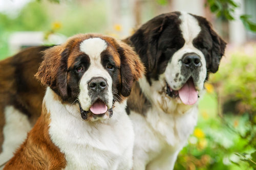 温和但是很强的大型犬,体型大又温顺的大型犬有哪些