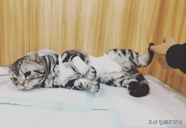 养了一年的母猫居然是公的,养了一年的猫才发现居然是母的