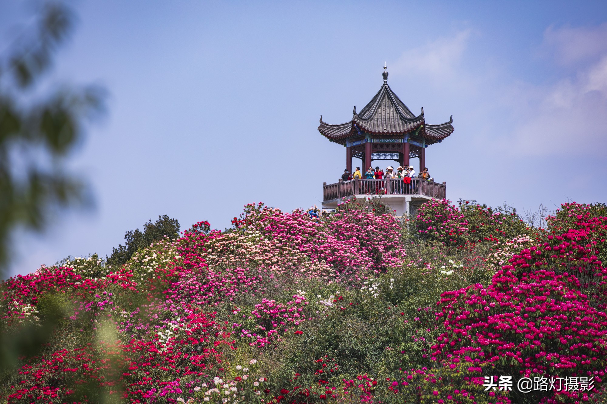 世界之最贵州毕节百里杜鹃花,毕节百里杜鹃花游记