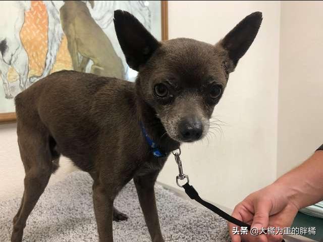 小狗肋骨断了后趴在路上不能移动，夫妻下车救助它，如今备受宠爱