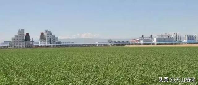 上榜啦！*疆新**鸟市和石市即将被国家命名！未来发展不可估量