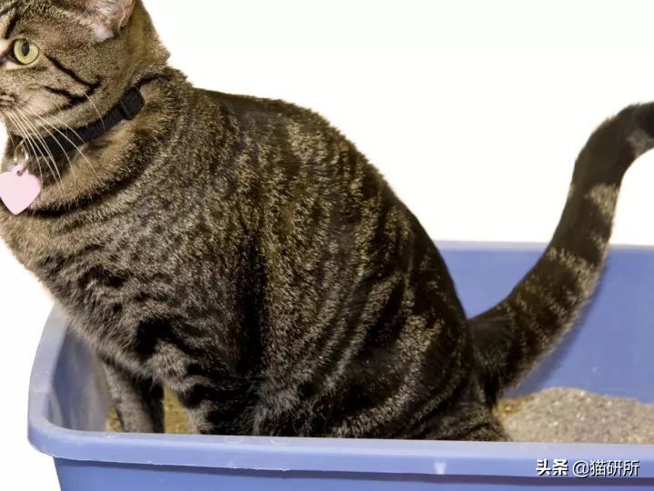 猫咪乱拉如何解决,猫咪乱拉处理方法