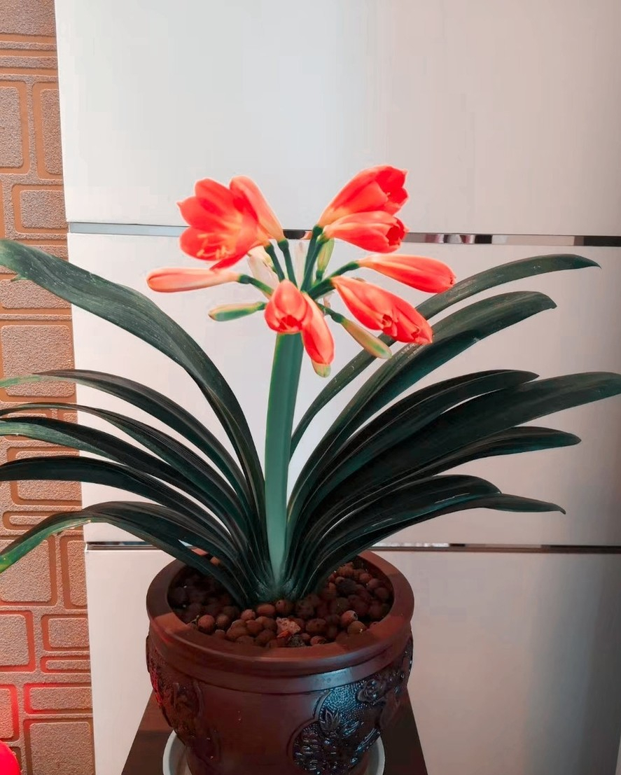 入夏君子兰小苗烂根如何处理,入夏君子兰如何换盆