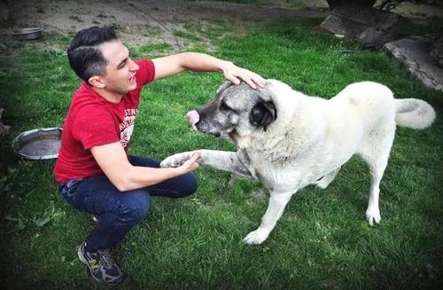 当你被狗狗攻击时该怎么办,被法国斗牛犬咬了