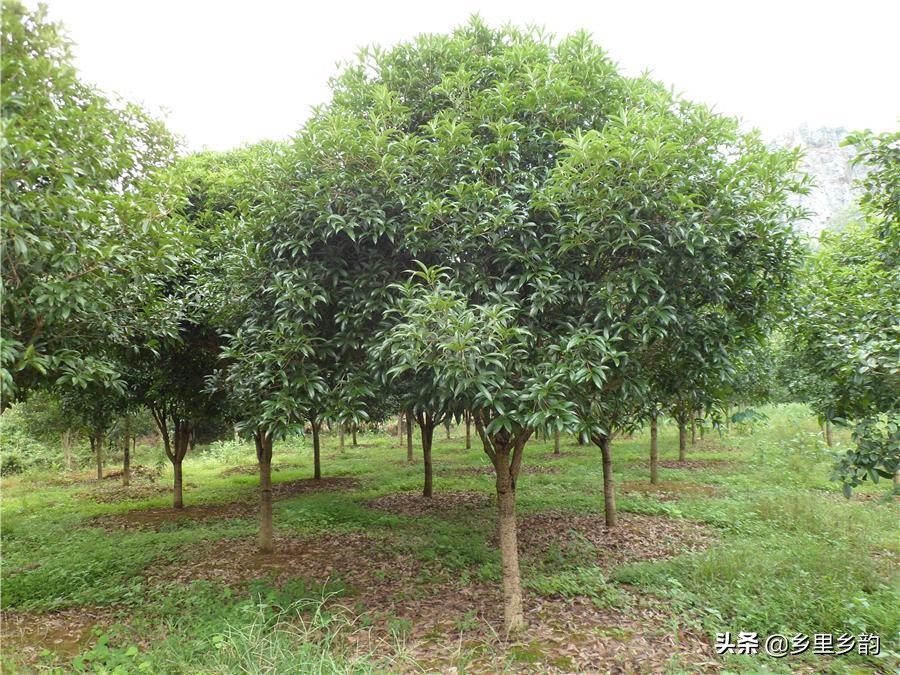 南方的桂花在北方能成活吗,南方的桂花树