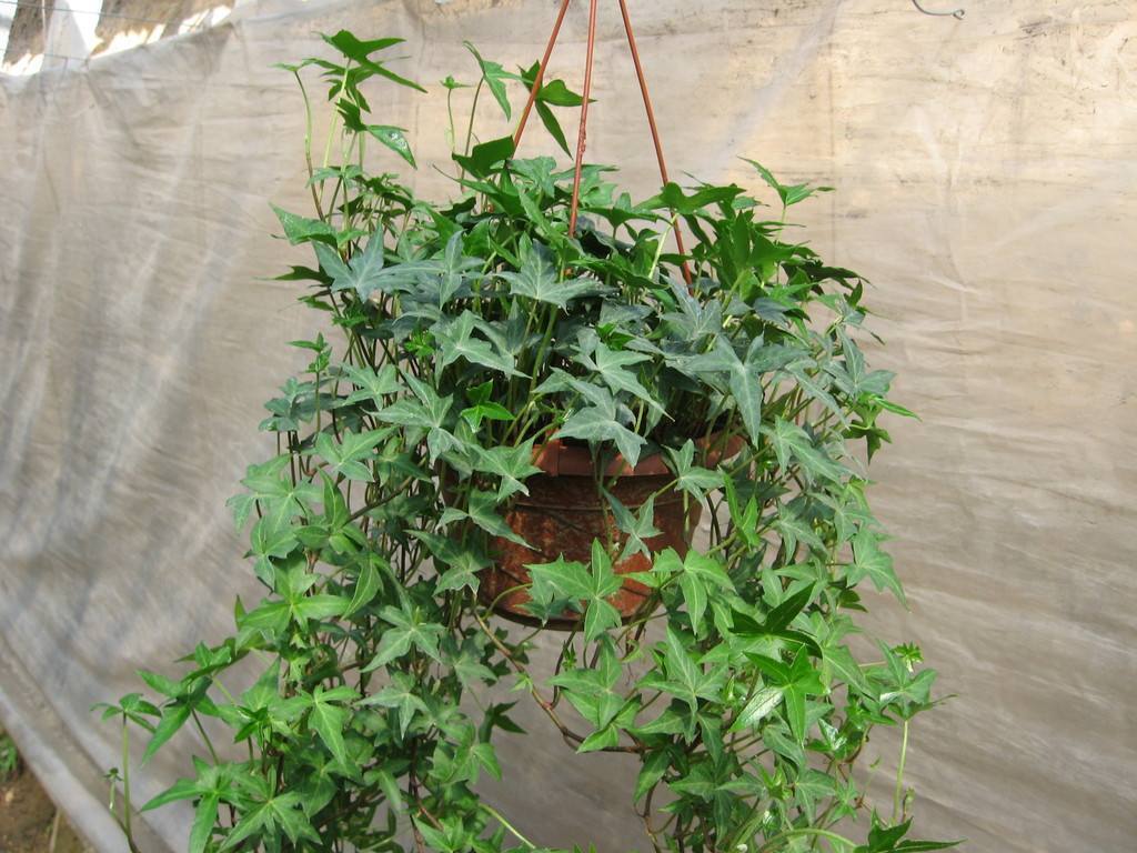 四季常青观叶树,四季常青常春藤怎么养护