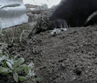 平头哥的传奇记录,平头哥的一生故事