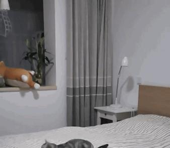 猫咪现在好上分吗,老鼠的克星猫咪