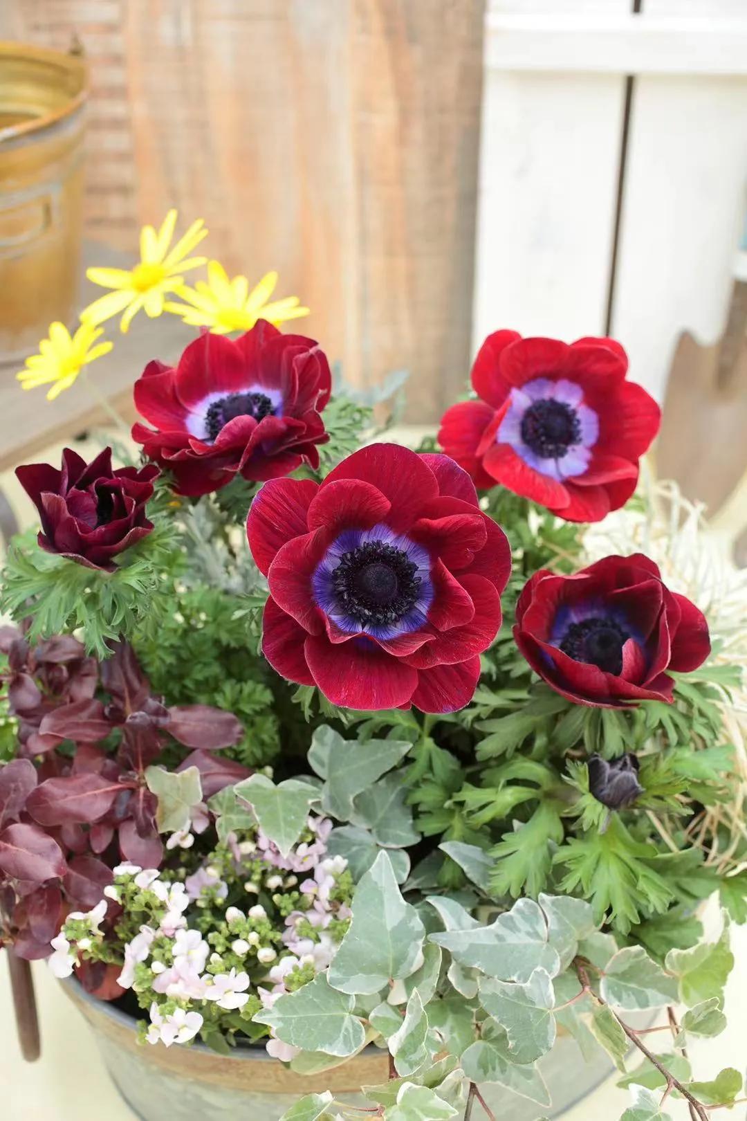 这43个来自世界各地的新品种,快来看看有没有你的菜