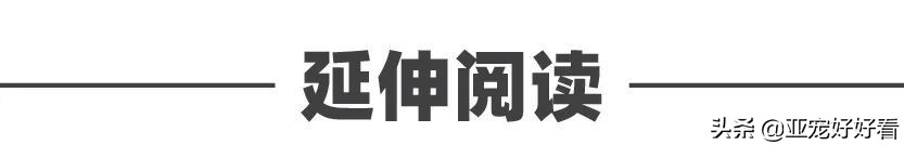 亚宠云课堂,比熊犬赛级妆造型