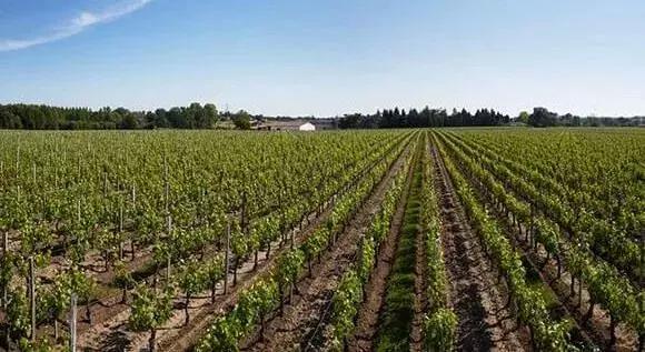 酿酒大师藏酒篇,酿酒大师酱香酒