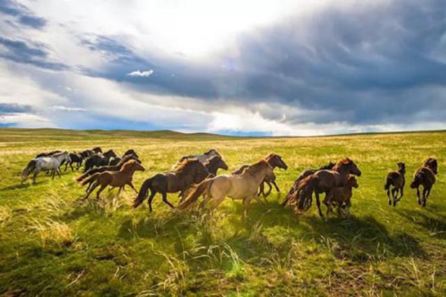 外蒙古黄金便宜吗,外蒙古软黄金