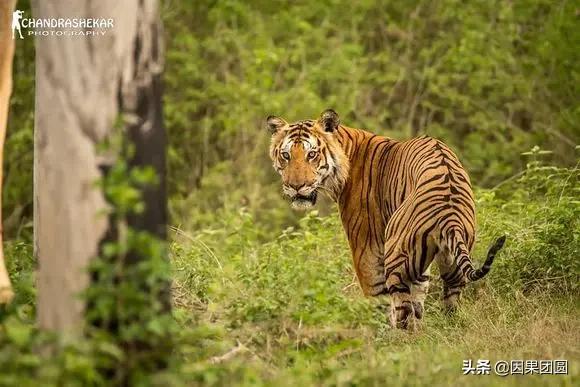 虎王拉贾孩子,虎王拉贾儿子怎么死的