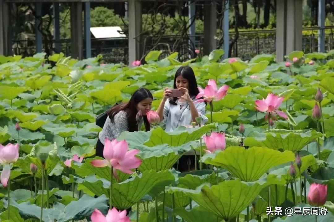 佛山三水又一加州风情温泉酒店，阳台直通泳池，网友：玩到不想走