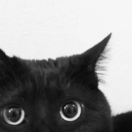 黑猫真的能看到人看不到的东西吗,黑猫真的有那么可怕吗