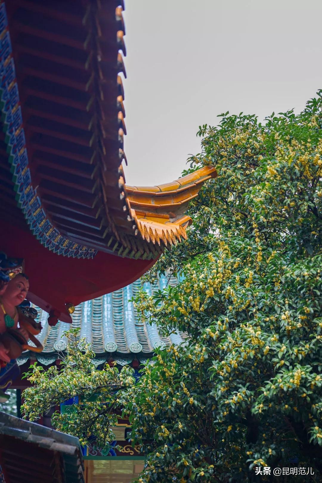 桂花落雨满园香|来黑龙潭公园感受初秋的气息