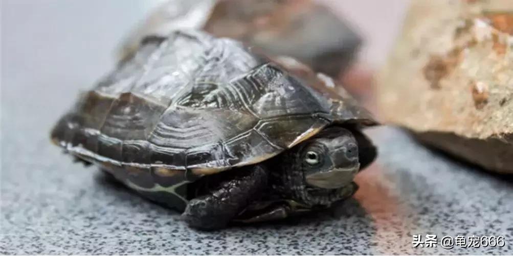 国龟魅力,国龟的韵味美的无法形容